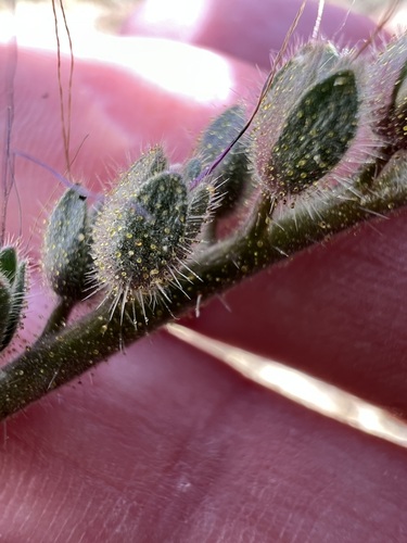 Phacelia crenulata, photograph 6