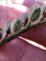 Phacelia crenulata, photograph author not stated, no rights reserved