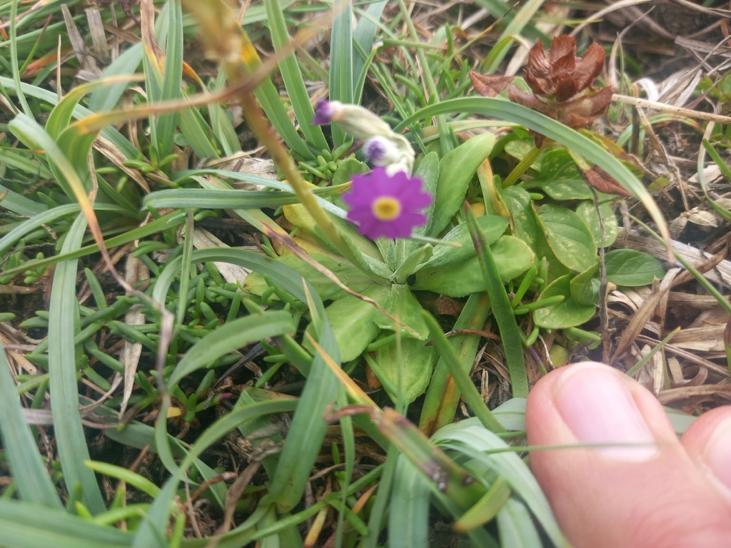 Primula scotica; photograph author not stated, no rights reserved