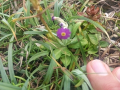 Primula scotica