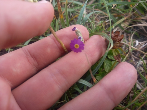 Primula scotica, photograph 1