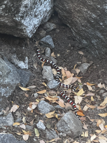 iNaturalist observation photo of California Mountain Kingsnake