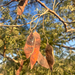 Acacia goetzei