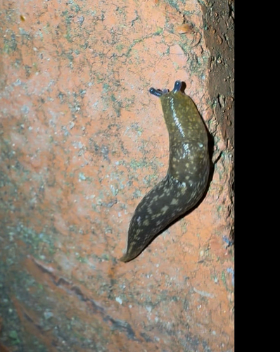 Yellow Cellar Slug