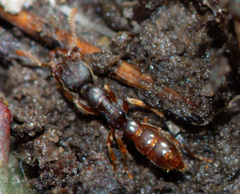 Stigmatomma pallipes