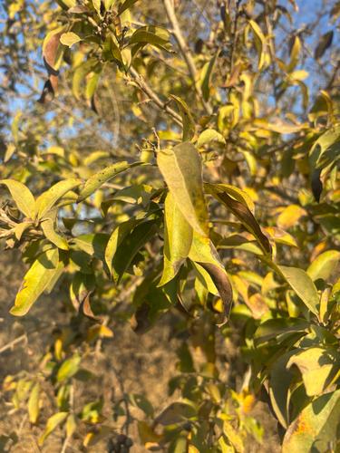Cordia mukuensis