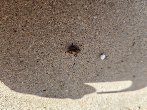 Colorado Potato Beetle