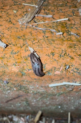 Threeband Slugs