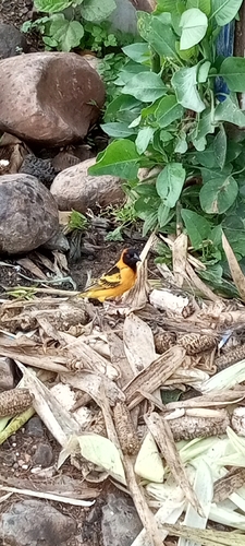 Village Weaver