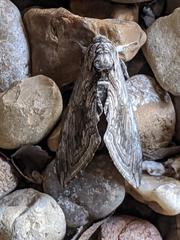 Manduca quinquemaculatus