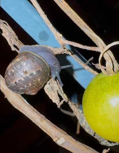 Garden Snail