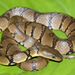 Mountain Water Snake - Photo (c) Ashok Kumar Mallik, some rights reserved (CC BY-NC), uploaded by Ashok Kumar Mallik