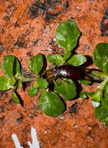 Western Earwig