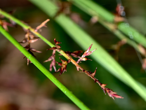 Carex filicina observed 2026-08-03