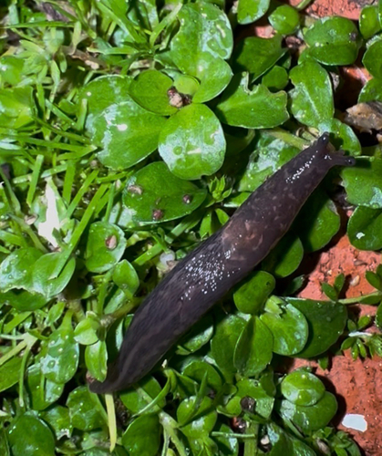 Leopard Slug