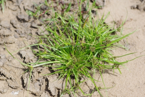 Brown Flatsedge