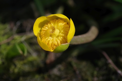yellow water-lily