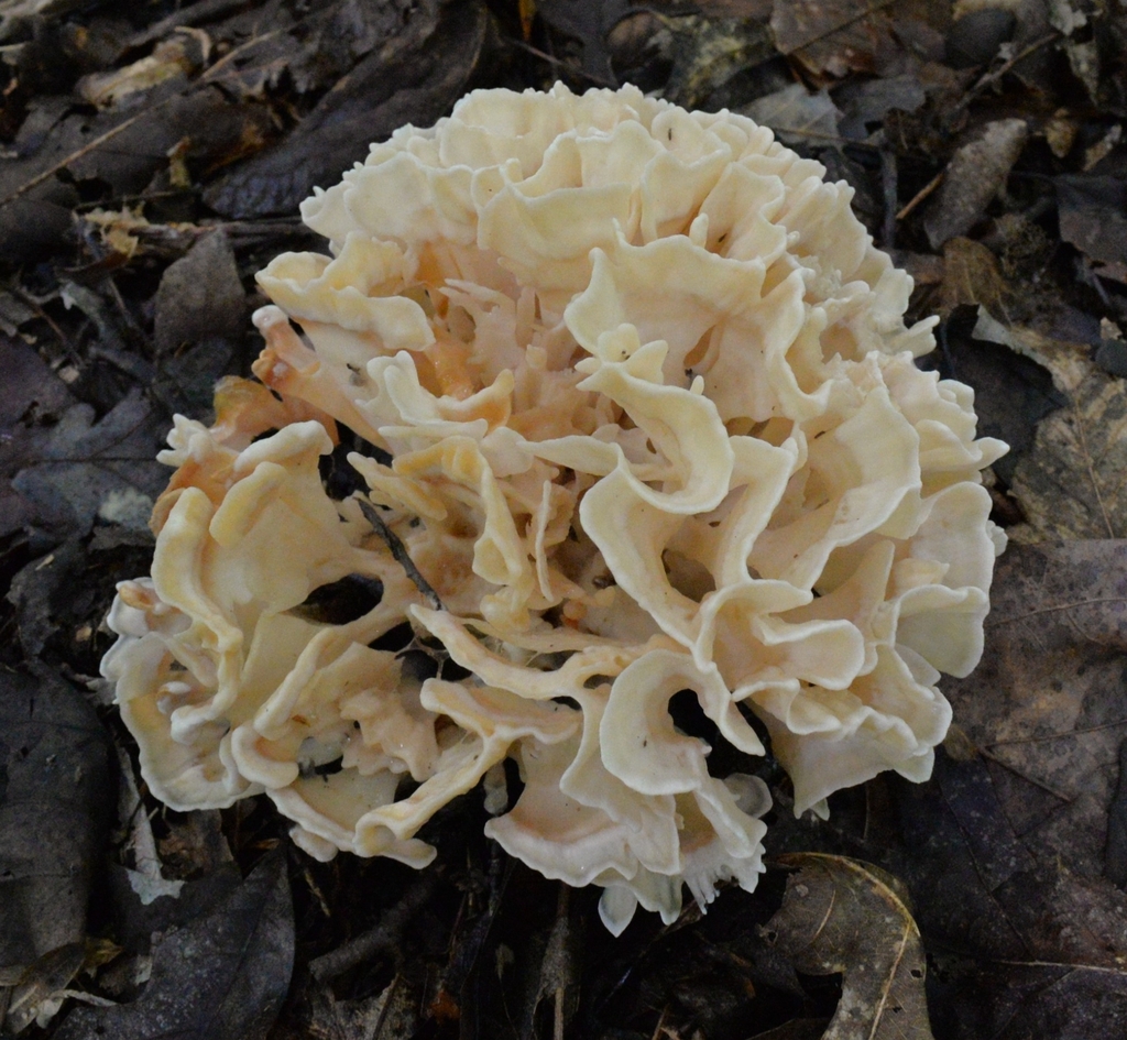 Eastern cauliflower mushroom · August 2026 · photo: Photo: (c) Ben Gruhot, some rights reserved (CC BY) · iNaturalist