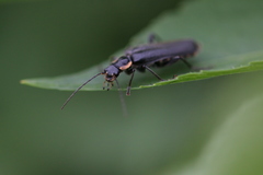 Cantharis obscura