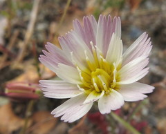 Malacothrix floccifera