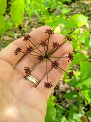 Thaspium trifoliatum trifoliatum