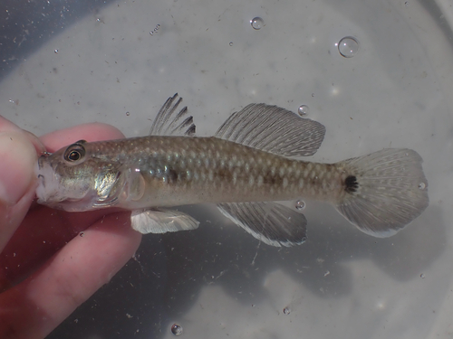 Boog-grondel (Arcygobius baliurus) — Gobiidae