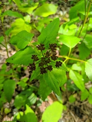Thaspium trifoliatum trifoliatum