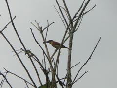 Pachyramphus cinnamomeus