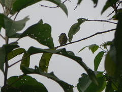 Leptopogon superciliaris