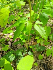 Thaspium trifoliatum trifoliatum