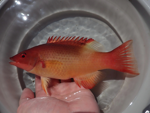 Bodianus neilli observed 2026-03-14