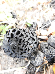 Cyttaria hariotii