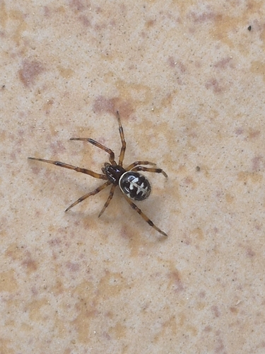 Mediterranean false black widow