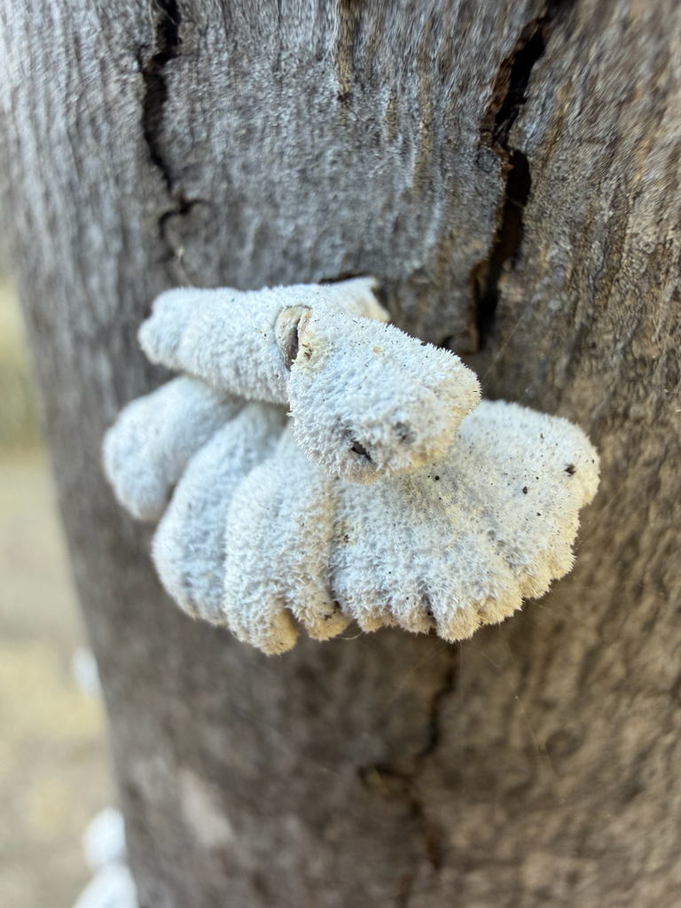 splitgill mushroom · August 2026 · photo: Photo: (c) Chris Sulots, some rights reserved (CC BY) · iNaturalist