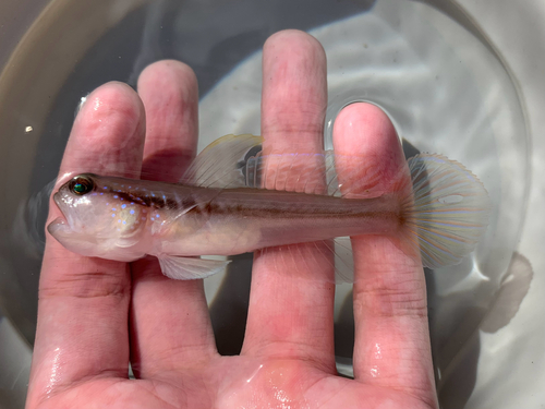 Blackline shrimpgoby (Myersina nigrivirgata) — Gobiidae — 2