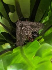 Manduca quinquemaculatus