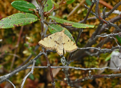 Macaria sulphurea
