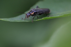 Cantharis obscura