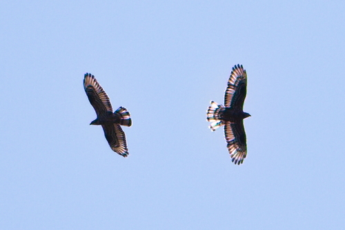 European Honey-buzzard