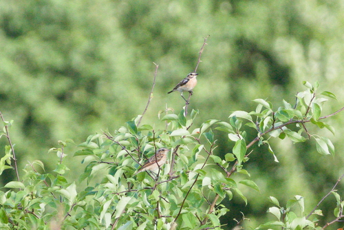 Whinchat