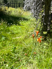 Lilium parvum, photograph (c) glittergravel, some rights reserved (CC BY)
