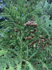 Cryptomeria