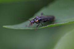 Cantharis obscura