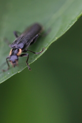 Cantharis obscura