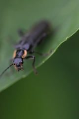 Cantharis obscura