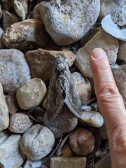 Manduca quinquemaculatus