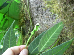Burmeistera cylindrocarpa