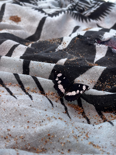 Southern White Admiral