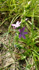Triodanis perfoliata