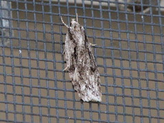 Semioscopis